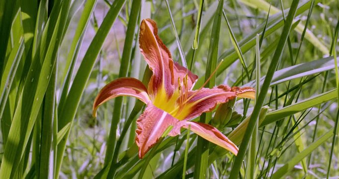 Spring colors and Day Lily (Hemerocallis), Auvergne, France.
