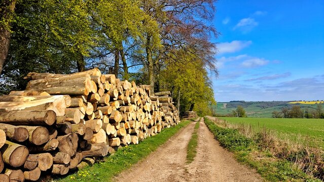  Large stack of cut logs beside a dirt track in the countryside in Yorkshire, England on a sunny day in spring.