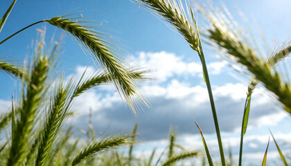 Obraz premium Swaying green cereal stalks bending into frame at rural field, showing long awns and blue sky
