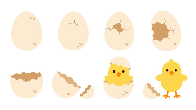 Cute chick hatching from egg sequence in flat vector style