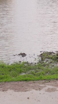 田植えを控えて水が張られた夕暮れ時の田んぼと農機具用のコンクリートスロープ