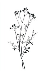 Obraz premium Wild flower Catnip illustration minimalist simple.