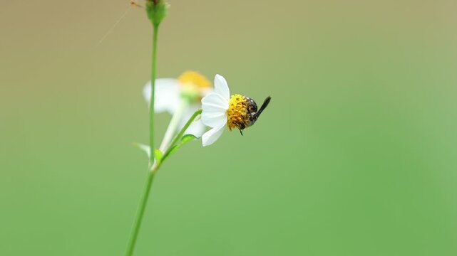 Macro shot of an insect pollinating a white and yellow wildflower outdoors