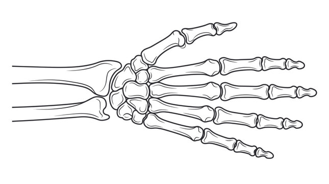 Anatomical Hand Skeleton Illustration