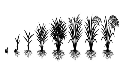 Rice Growth Stages with Root System Black Silhouette Vector Illustration © MstChufia