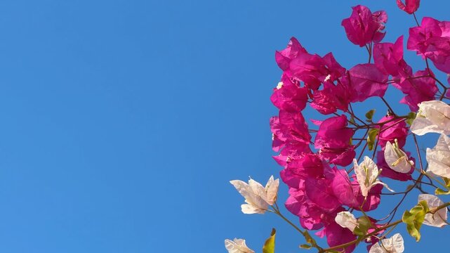 Pink and white bougainvillea flowers against clear blue sky create a vibrant nature background