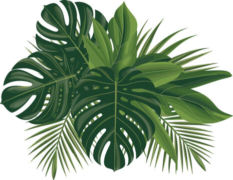 Tropical palm leaves bouquet with green monstera and banana leaf bunch, exotic jungle vector illustration