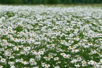 Fototapeta premium Vast field of blooming white daisies with green grass and blurred forest background, summer.