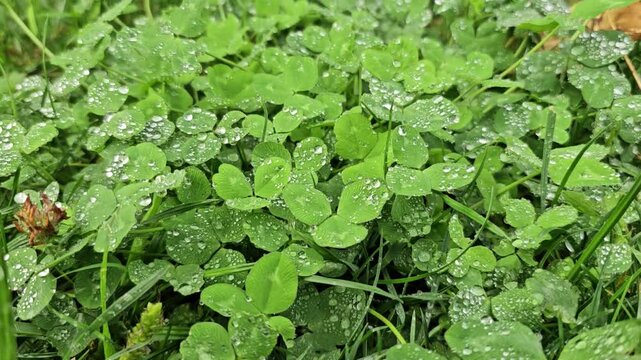 Fresh green clover leaves covered with morning dew drops macro view