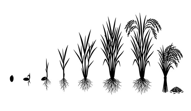 Rice Plant Life Cycle Silhouette Vector Growth Stages from Seed to Harvest