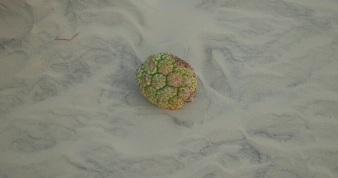 Macro shot slowly moving toward a tropical pandanus fruit resting on pale sand.
