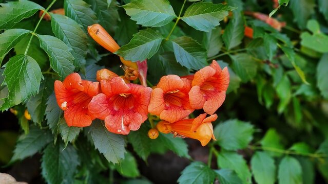 Flowers and foliage of Campsis radicans, the trumpet vine, or trumpet creeper, in the garden.