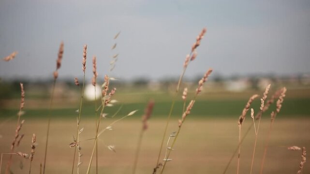 Dry grass and wheat ears swaying gently in the wind with blurred rural countryside landscape in background. Sunny day, natural light, ungraded raw footage. Nature and agriculture concept.