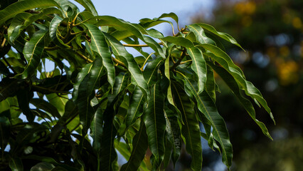 Mango tree leaves close up under the morning sun © Bhaskar