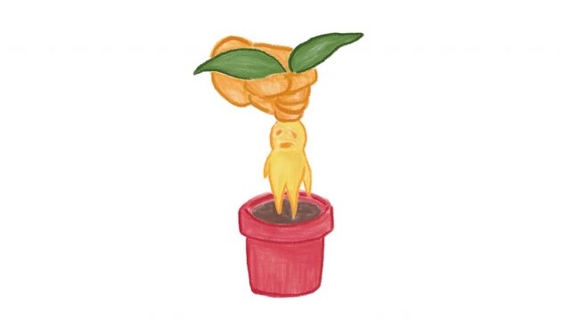 Looping 2D pastel animation. Hand pulling cute yellow mandrake root from red pot on white background. Plant wakes up, screams, and loops back into pot. Frame-by-frame stylized magic icon concept.