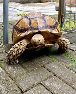 Sulcata tortoise walking across outdoor in natural light. Detail reptile portrait highlighting the distinctive shell pattern and rugged appearance of this popular tortoise species. 