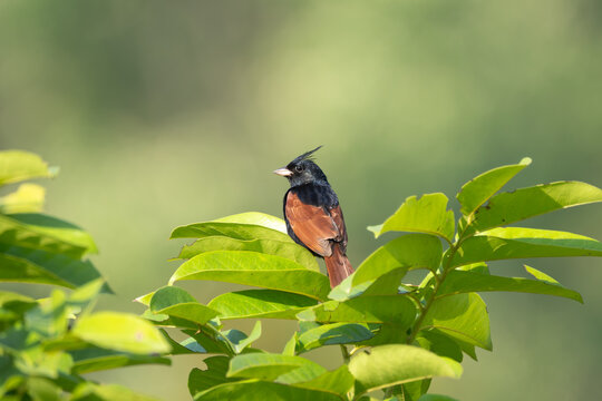 Close-up shot of a male Crested Bunting (Emberiza lathami) perched on a branch. Features striking black crest, rich chestnut body, bright pinkish-red eye ring, and thick conical bill.