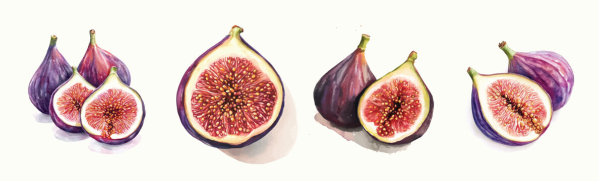 Fig slices fruit set, Beautiful fig set painting design set. Simple Design drawing, Hand-painted style, vectorized, vector set available in EPS. Illustrator Artwork