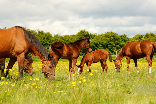 Mares and foals grazing in summer. Thoroughbred horse stud. Equestrian