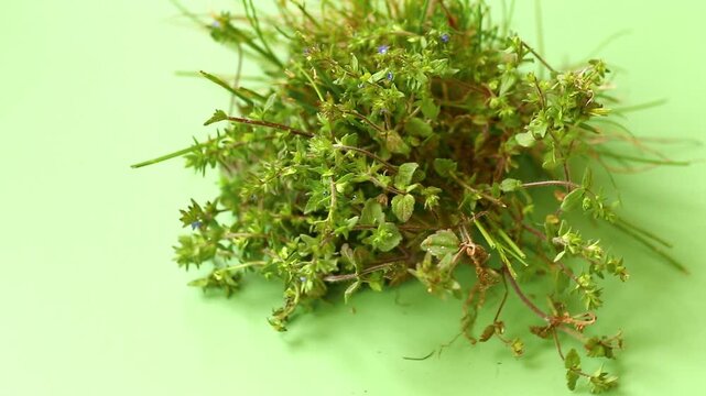 Persian speedwell weed on soft green background