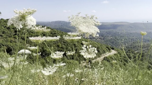 Blooming wild carrot in the mountains of Israel with Mount Meron in the background. The scene captures delicate white wildflowers growing in a natural hillside landscape under clear light.