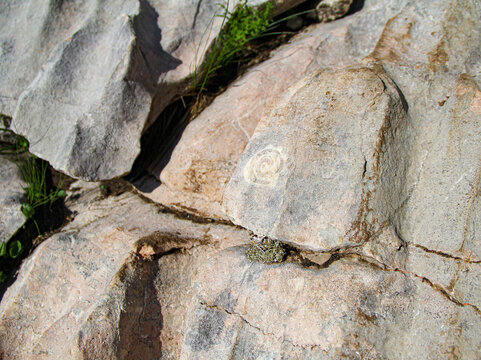 The prints of ancient organisms preserved in the rock at an altitude of 2867 meters above sea level.  250 million years ago, Mount Fisht was a coral island in the ancient Tethys Ocean