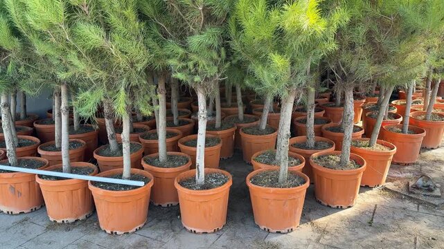 Christmas trees in orange pots lined up outdoors, ideal for holiday-themed backgrounds