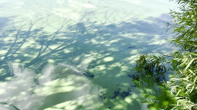 Green duckweed covering the surface of the Volga River in August. Tree shadows fall across the water, creating a calm and atmospheric summer river scene.