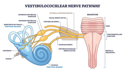 Vestibulocochlear nerve pathway visualizing hearing balance signals from cochlea and semicircular canals to the brainstem, key objects, cochlea, vestibular nerve, brainstem. Outline diagram © VectorMine