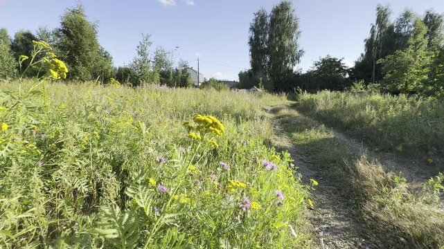 A rural dirt road in a village passes through a meadow overgrown with wild vegetation, including tansy, burdock, and various meadow grasses. The scene captures a natural countryside landscape with unt
