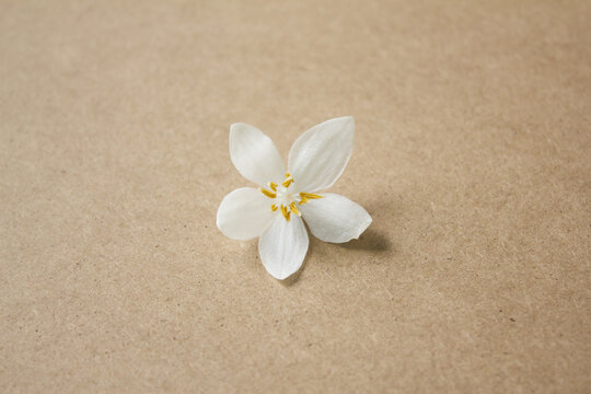 It is a wooden board background and Styrax japonica flowers.