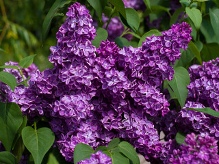 Fototapeta premium Purple lilac flowers in the spring garden close up