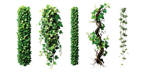 Obraz premium Set of green ivy vine plants and climbing leaf branches for garden design and decoration