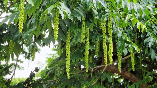 Branches with flowering catkins of Caucasian Walnut or Pterocarya Fraxinifolia tree.
