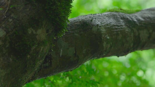 五月雨と苔