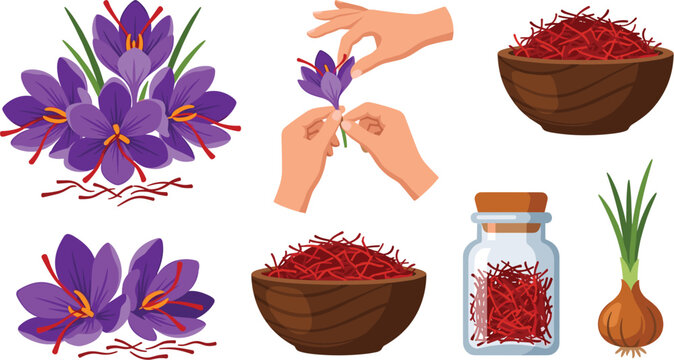 Saffron Crocus Flower and Thread Harvest Icon Set with Organic Spice Bowls Glass Jar Hands Harvesting and Plant Bulb Flat Vector Elements