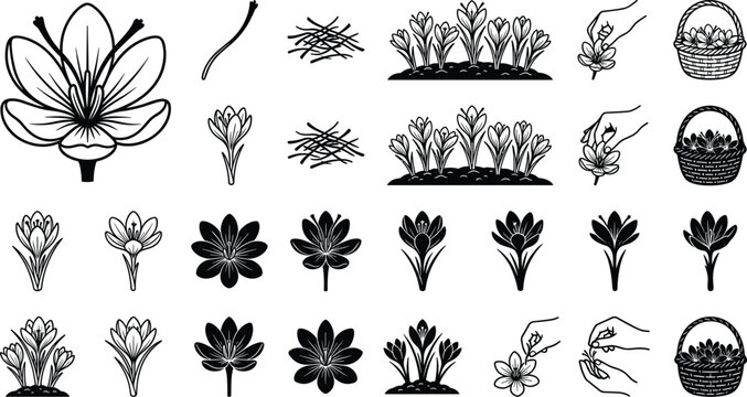 Saffron Crocus Flower and Harvest Line Art Icon Set with Harvesting Hands Basket Garden Beds and Organic Spice Thread Silhouette Vectors