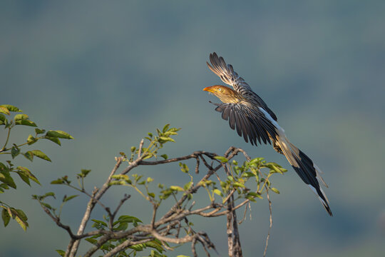 Guira cuckoo