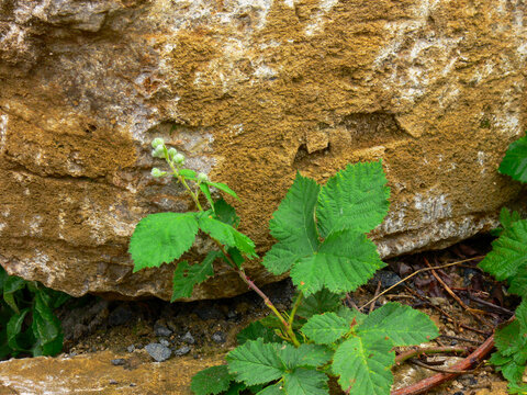 Brombeerranken an einer Mauer
