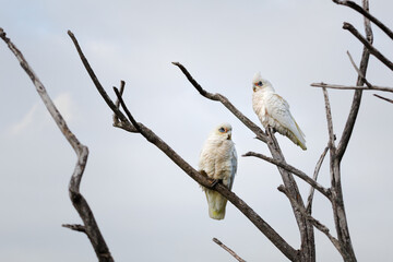 Wild little corella cockatoo pair perched together on a rustic branch © Tove Liv