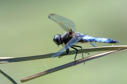 Scarce chaser blue colored male, Libellula fulva, resting on vegetation