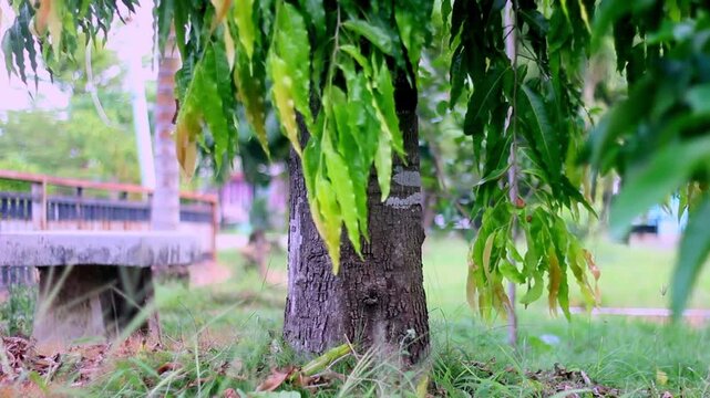 Close-up of Monoon longifolium or False Ashoka tree leaves hanging vertically in front of a building with traditional star pattern fence.