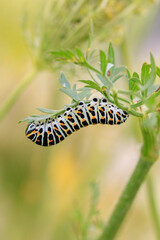 Old World swallowtail caterpillar also common yellow swallowtail butterfly, Papilio machaon, feeding