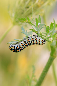 Old World swallowtail caterpillar also common yellow swallowtail butterfly, Papilio machaon, feeding
