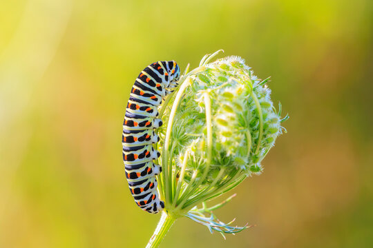 Caterpillar of a Old World swallowtail also common yellow swallowtail butterfly, Papilio machaon, feeding
