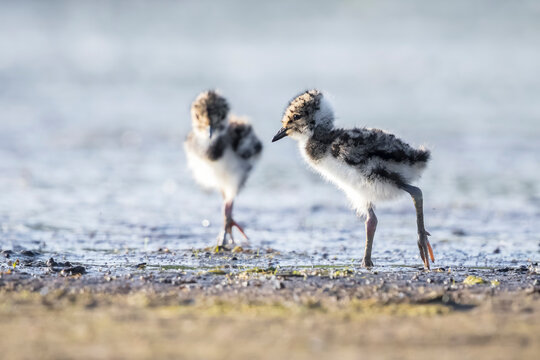 Northern lapwing, Vanellus vanellus, baby wading bird in a meadow