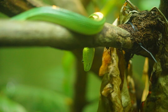 green snake on the tree in malaysia