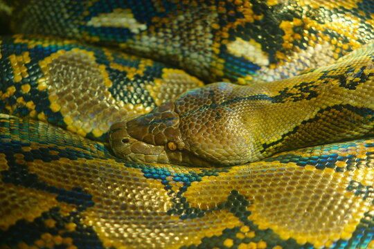 python close up in malaysia