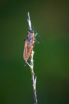 Detail closeup of a Pamponerus germanicus, robber fly insect