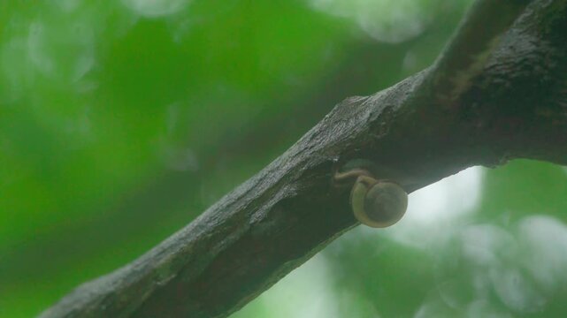 雨とカタツムリ